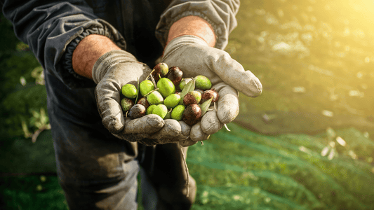 How Mueloliva Olive Oil is Made